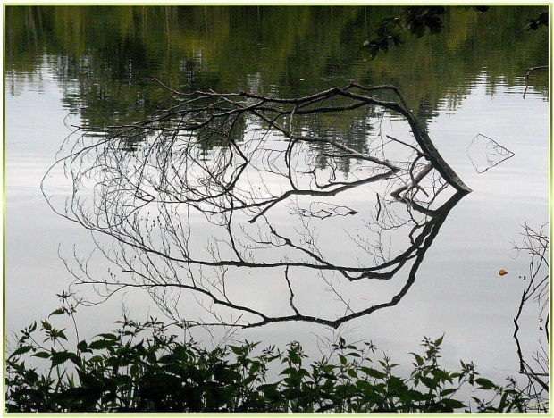 Jez. Otomino - jak w lustrze #JezioroOtomino #roślinność #mokro #woda #Gdańsk