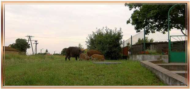 przez szybe samochodową,przy drodze i zabudowaniach #dziki #widok #ZSamochodu