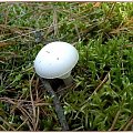Niezaprzeczalna uroda grzybów, może jadalnych, może nie ale na pewno nierozerwalnie związanych z tą porą roku! #grzyby #RunoLeśne #WLesie #jesień