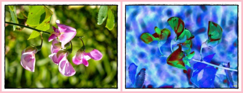 groszek-może ciekawiej,może nie ale na pewno inaczej! #inaczej #ZamianaKolorów #przeróbki #groszek #kwiaty #pnącza #kolory
