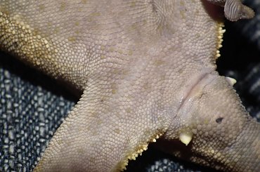 #CrestedGecko #GekonOrzęsiony #RhacodactylusCiliatus