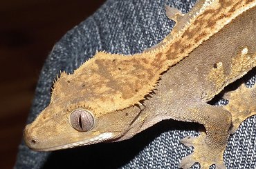 #CrestedGecko #GekonOrzęsiony #RhacodactylusCiliatus