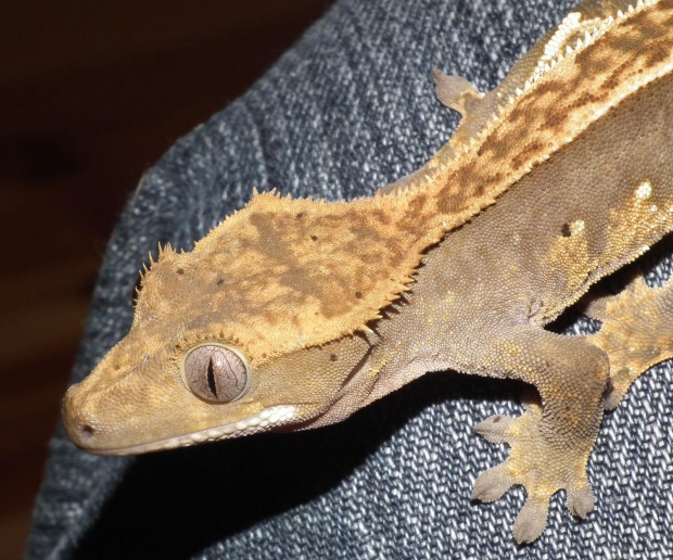 #CrestedGecko #GekonOrzęsiony #RhacodactylusCiliatus