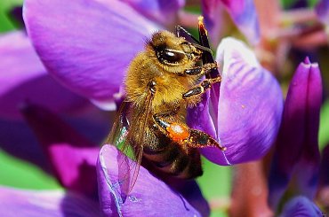#pszczoła #miód #makro #kwiat #fiolet #natura #lato