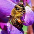 #pszczoła #miód #makro #kwiat #fiolet #natura #lato