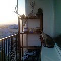 Sierpówki na balkonie a kotek zaciekawiony obserwuje #Gniazda