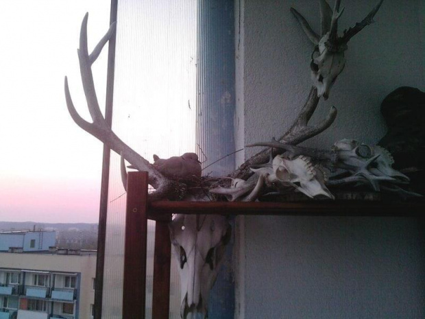 Sierpówki na balkonie #Gniazda