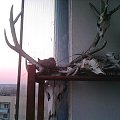 Sierpówki na balkonie #Gniazda