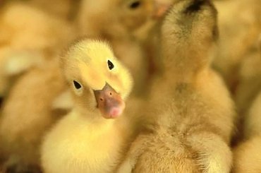 #Kaczuszki #kaczki #kaczuszka #kaczka #kaczęta #kaczątka #kaczątko