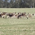 Phoenix park bublin #przyroda