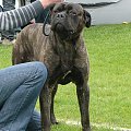 #CaneCorso #psy #wystawa