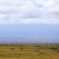 PN Amboselli,Kenia #wakacje #Kenia #natura