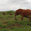 "czerwony" słoń z Tsavo,Kenia #wakacje