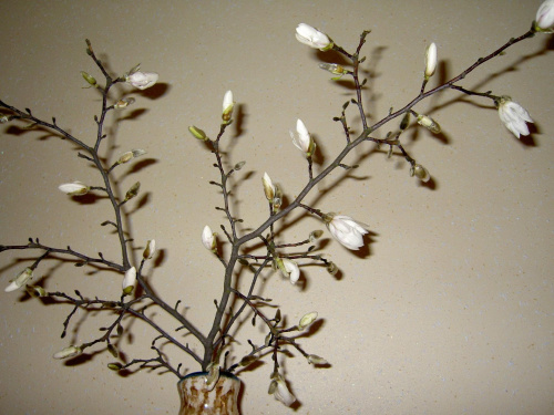 rozkwitła magnolia niestety na razie w wazonie