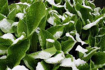 3 maj 2011, piękną zimę mamy tej wiosny :) #zima #wiosna #śnieg #sanki #biało #mróz #ulewa #białe #krajobrazy #Śląskie #slaskie #Górny #Śląsk #gorny #slask #Racibórz #raciborz