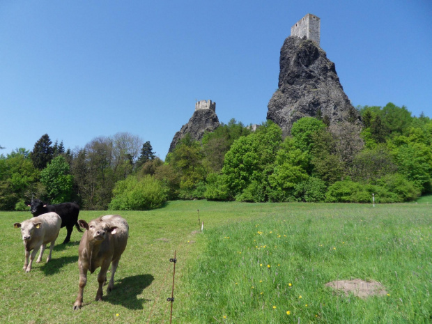 Trawę dookoła zamku strzygą ekologiczne kosiarki :) #Czechy #CzeskiRaj #maj #Trosky