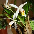 Coelogyne intermedia