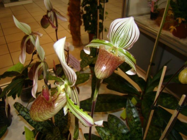 Paphiopedilum