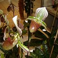 Paphiopedilum