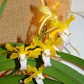 Rhynchorchis Thai Noi alba x Vanda tesselata alba