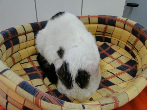 do adopcji