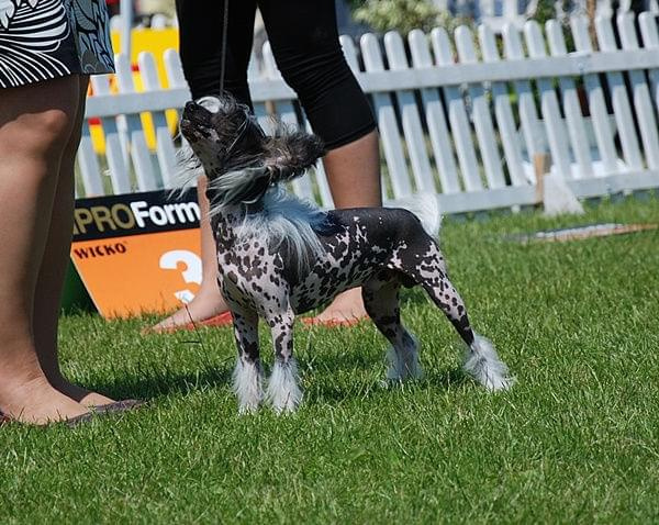 CACIB Leszno 2011