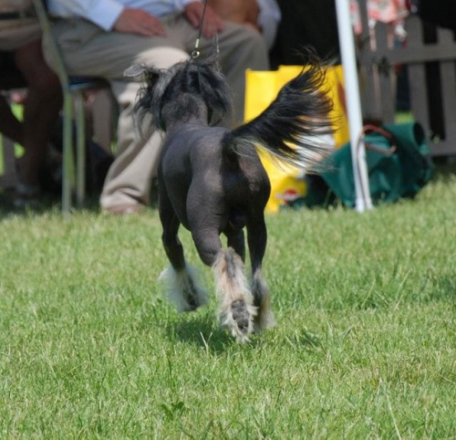 CACIB Leszno 2011