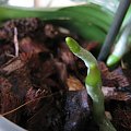 Korzenie phalenopsis 2 #Rosliny