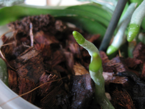Korzenie phalenopsis 2 #Rosliny