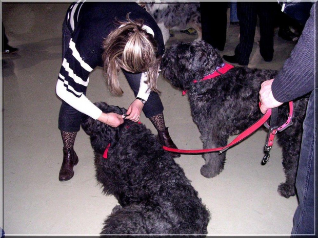 Bouvier des Flandres- Krakers i Fela #BouvierDesFlandres