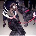 Bouvier des Flandres- Krakers i Fela #BouvierDesFlandres