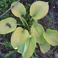 hosta4