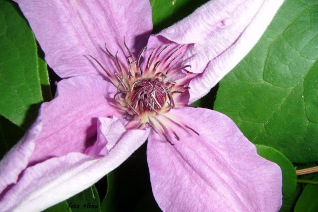 clematis ....