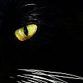 mam na Was oko ;) #kot #oko #zwierzeta