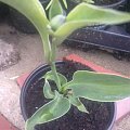 hosta miniaturka