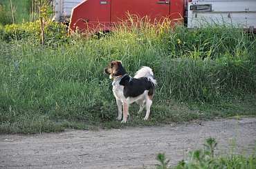 Mój piesek #agility #czesio #czesław #kundelek #pies #piesek #skoki