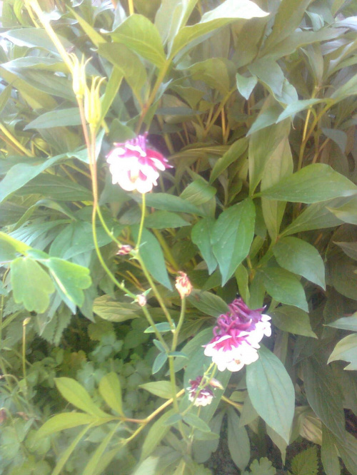 Moje kwiaty w ogródku