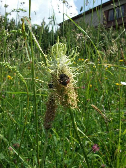 Karkonoskie łąki są pełne kwiatów,ziół i nietypowych dla innych regionów Polski roślin i owadów i przyciągają swym pięknem :)) Zerwa kłosowa z robaczkami :))