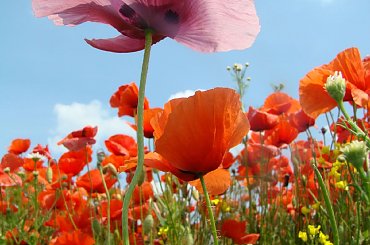 Jeden taki był różowy #mak