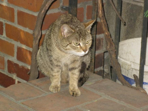 ciężarna