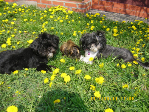 Tosia, Mamba i Felicjan :)