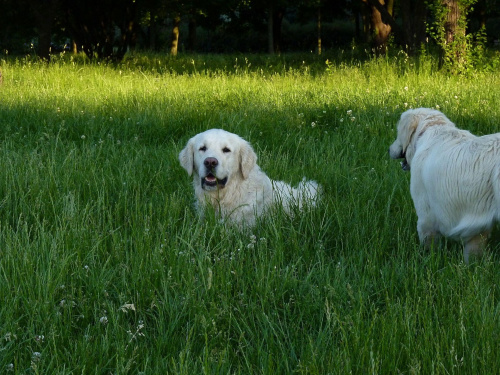 Brutus i Duffel, Park Bródnowski, 2011