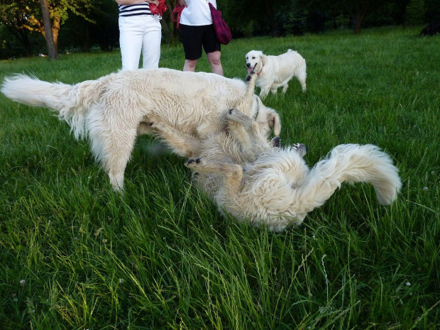 Brutus i Duffel, Park Bródnowski, 2011