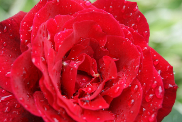 #kwiaty #roże #deszcz
