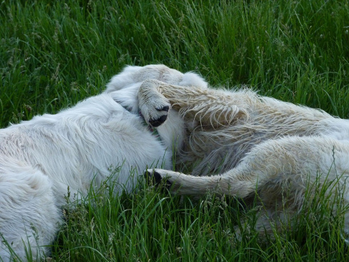 Brutus i Duffel, Park Bródnowski, 2011