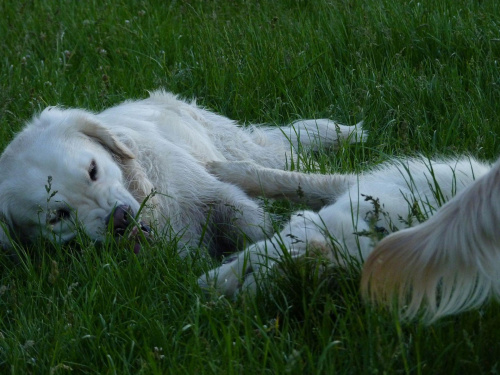 Brutus i Duffel, Park Bródnowski, 2011