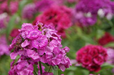 Czerwcowy deszczyk #deszcz #kwiaty #róże