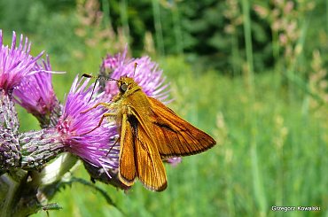 #motyl #łąka #kwiat #oset