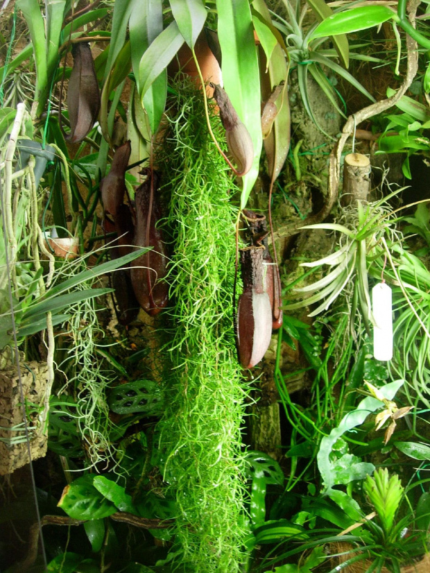 fragment "orchidarium" - Tillandsia usneoides