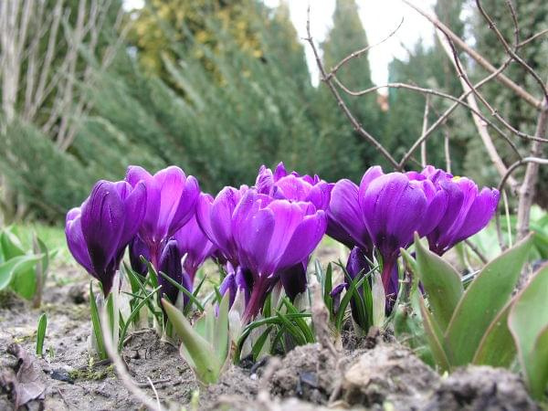 Crocus vernus 'Purpureus Grandiflorus'